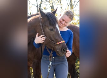 American Paint Horse, Giumenta, 5 Anni, 158 cm, Sauro scuro