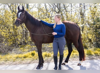 American Paint Horse, Giumenta, 5 Anni, 158 cm, Sauro scuro