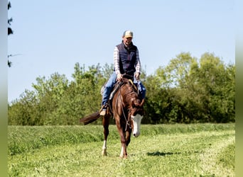 American Paint Horse, Giumenta, 5 Anni, Sauro
