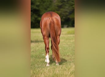 American Paint Horse, Giumenta, 5 Anni, Sauro scuro