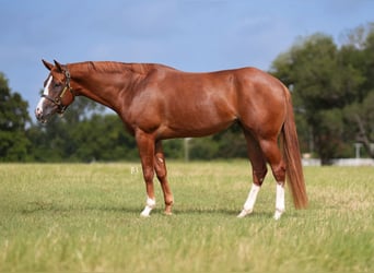 American Paint Horse, Giumenta, 5 Anni, Sauro scuro