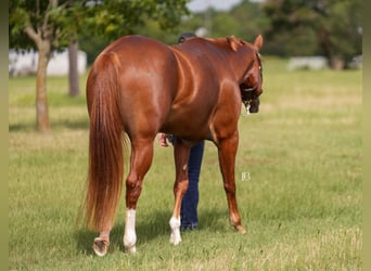 American Paint Horse, Giumenta, 5 Anni, Sauro scuro