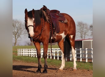 American Paint Horse Mix, Giumenta, 5 Anni, Tobiano-tutti i colori