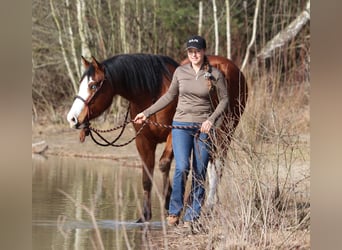 American Paint Horse Mix, Giumenta, 5 Anni, Tobiano-tutti i colori