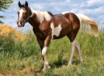 American Paint Horse, Giumenta, 5 Anni, Tobiano-tutti i colori