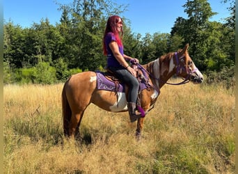 American Paint Horse, Giumenta, 6 Anni, 146 cm, Pezzato