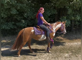 American Paint Horse, Giumenta, 6 Anni, 146 cm, Pezzato