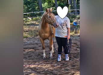 American Paint Horse, Giumenta, 6 Anni, 150 cm, Champagne