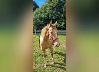 American Paint Horse, Giumenta, 6 Anni, 150 cm, Champagne