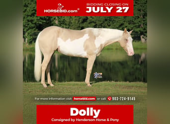 American Paint Horse, Giumenta, 6 Anni, 152 cm