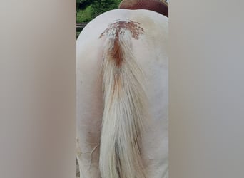 American Paint Horse, Giumenta, 6 Anni, 153 cm, Overo-tutti i colori
