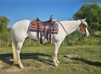 American Paint Horse, Giumenta, 6 Anni, Tovero-tutti i colori