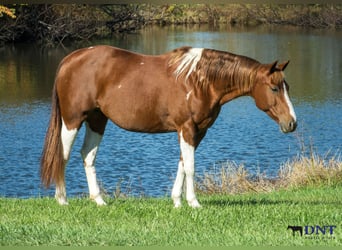 American Paint Horse, Giumenta, 7 Anni, 150 cm, Pezzato