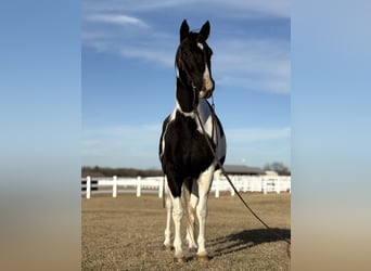 American Paint Horse, Giumenta, 7 Anni, 150 cm, Tobiano-tutti i colori