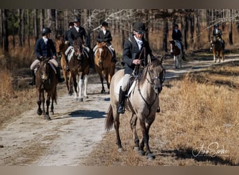 American Paint Horse, Giumenta, 7 Anni, Grullo