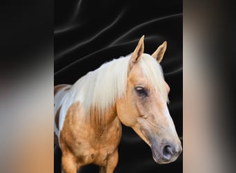 American Paint Horse, Giumenta, 7 Anni, Pezzato
