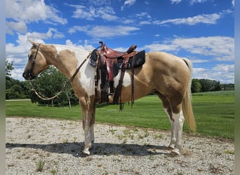American Paint Horse, Giumenta, 7 Anni, Pezzato