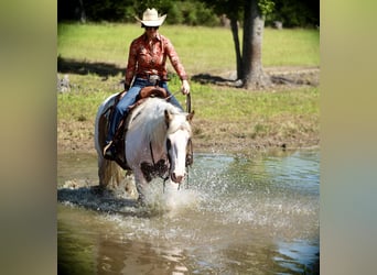 American Paint Horse, Giumenta, 7 Anni, Pezzato