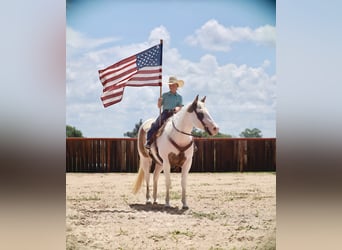 American Paint Horse, Giumenta, 7 Anni, Pezzato