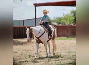 American Paint Horse, Giumenta, 7 Anni, Pezzato