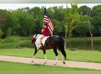 American Paint Horse, Giumenta, 8 Anni, 142 cm, Pezzato