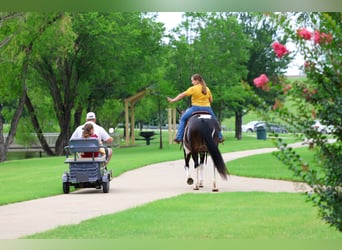 American Paint Horse, Giumenta, 8 Anni, 142 cm, Pezzato