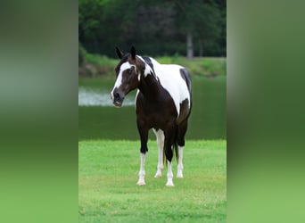 American Paint Horse, Giumenta, 8 Anni, 142 cm, Pezzato