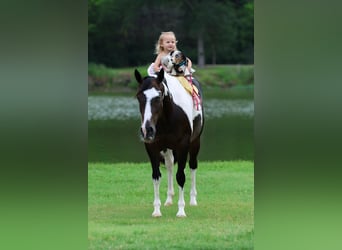 American Paint Horse, Giumenta, 8 Anni, 142 cm, Pezzato
