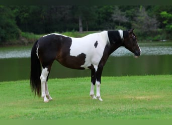 American Paint Horse, Giumenta, 8 Anni, 142 cm, Pezzato