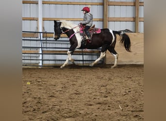 American Paint Horse, Giumenta, 8 Anni, 147 cm