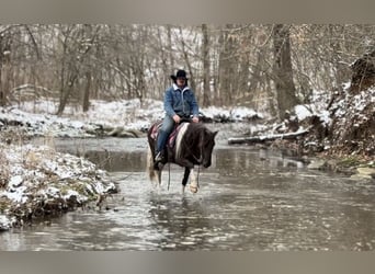 American Paint Horse, Giumenta, 8 Anni, 147 cm, Tobiano-tutti i colori