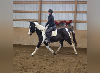 American Paint Horse, Giumenta, 8 Anni, 147 cm, Tobiano-tutti i colori