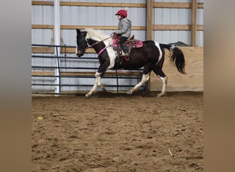 American Paint Horse, Giumenta, 8 Anni, 147 cm, Tobiano-tutti i colori