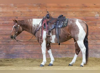 American Paint Horse, Giumenta, 8 Anni, 150 cm, Pezzato