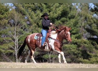 American Paint Horse, Giumenta, 8 Anni, 150 cm, Pezzato