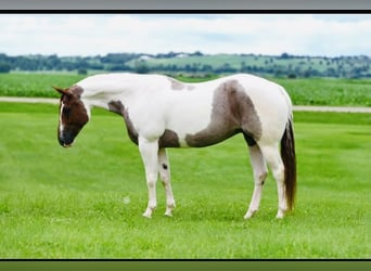 American Paint Horse, Giumenta, 8 Anni, 157 cm, Roano rosso