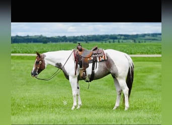American Paint Horse, Giumenta, 8 Anni, 157 cm, Roano rosso