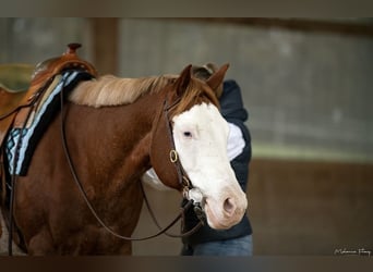 American Paint Horse, Giumenta, 8 Anni, 162 cm, Roano rosso