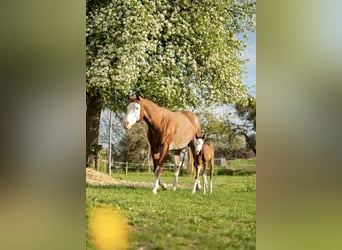 American Paint Horse, Giumenta, 8 Anni, 162 cm, Roano rosso
