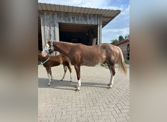 American Paint Horse, Giumenta, 8 Anni, 162 cm, Roano rosso
