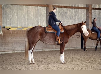 American Paint Horse, Giumenta, 8 Anni, 162 cm, Roano rosso