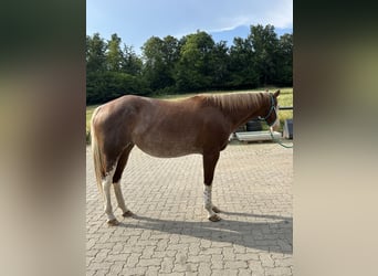 American Paint Horse, Giumenta, 8 Anni, 162 cm, Roano rosso