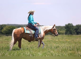 American Paint Horse, Giumenta, 8 Anni, Palomino