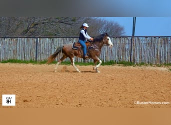 American Paint Horse, Giumenta, 9 Anni, 150 cm, Baio roano