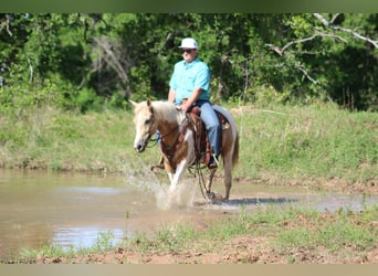 American Paint Horse, Giumenta, 9 Anni, 150 cm, Palomino