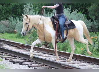 American Paint Horse, Giumenta, 9 Anni, 150 cm, Tobiano-tutti i colori