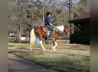 American Paint Horse, Giumenta, 9 Anni, 150 cm, Tobiano-tutti i colori