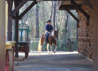 American Paint Horse, Giumenta, 9 Anni, 150 cm, Tobiano-tutti i colori