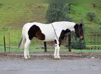 American Paint Horse, Giumenta, 9 Anni, 150 cm, Tobiano-tutti i colori