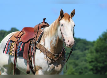 American Paint Horse, Giumenta, 9 Anni, 152 cm, Overo-tutti i colori